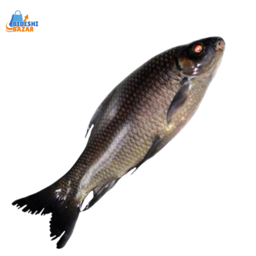 Black Carp,Schwarzer Karpfen